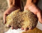 علت اصلی افزایش قیمت نان 