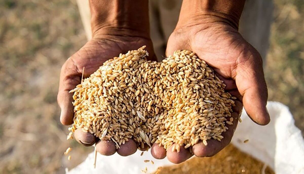 علت اصلی افزایش قیمت نان 