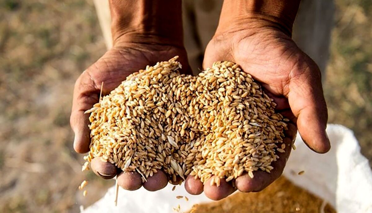 قیمت نان به کجا رسید؟| خبر جدید درباره قیمت نان 