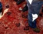 قمه کشی تکان دهنده در رباط کریم + فیلم