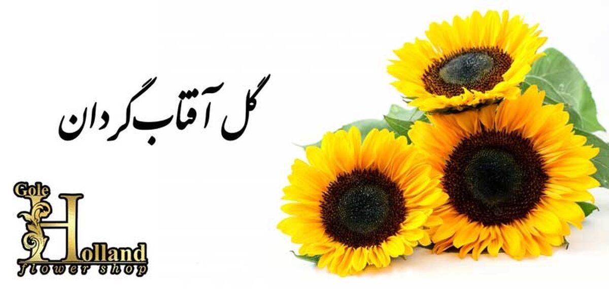 گل های زرد چه معنایی دارند؟ | معرفی 11 گل