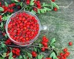 عفونت ریه را با این میوه خورنگ درمان کنید