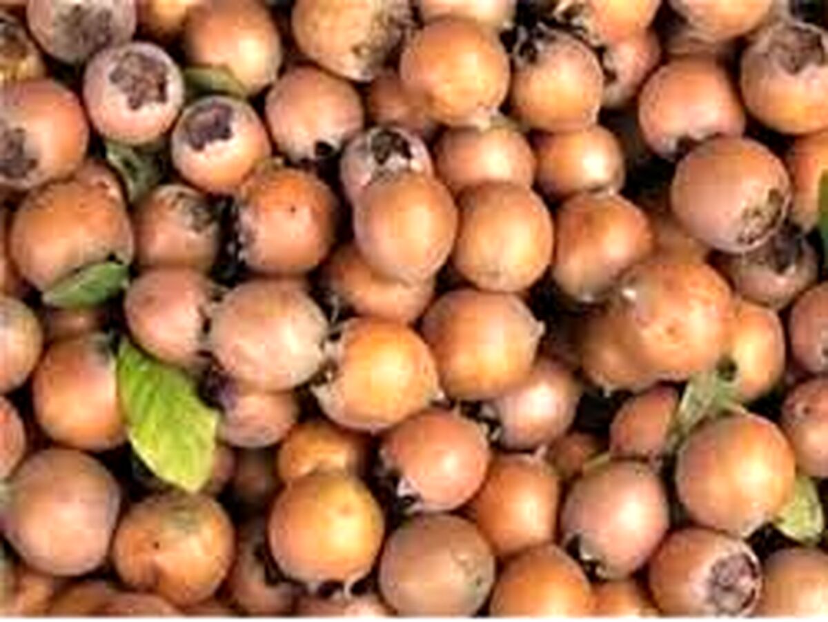 آلزایمر نمی گیرید اگر این میوه را بخورید