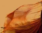 زیبایی بی نظیر آنا نعمتی همسر سوم ابوالفضل پورعرب!+عکس ها