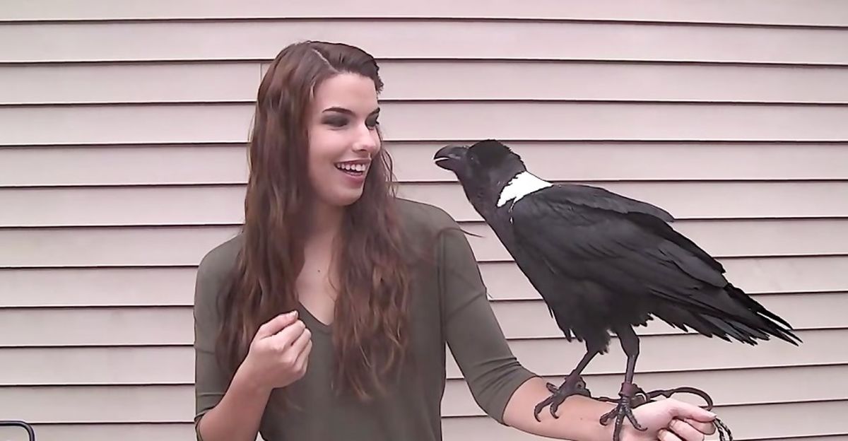 هنرنمایی‌های دیدنی کلاغ سخنگو+ فیلم دیدنی 