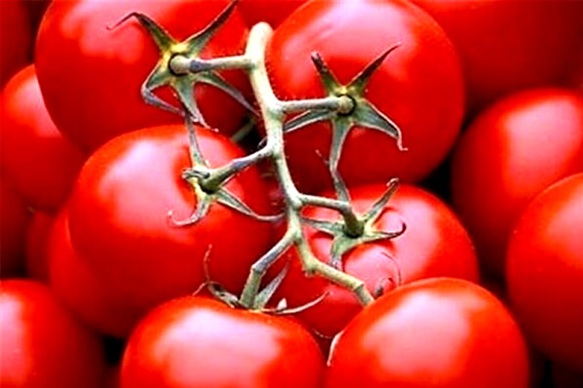 گوجه به عنوان داروی پارکینسون + جزئیات
