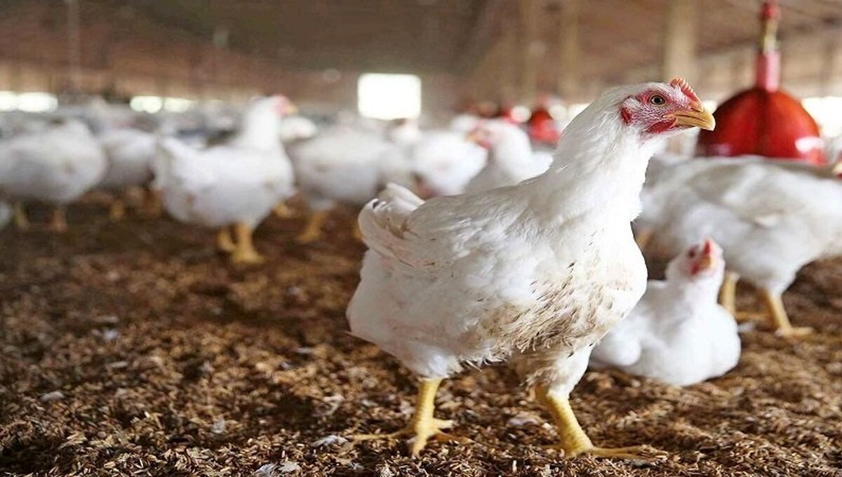 افزایش شدید قیمت مرغ و تخم مرغ برای سال جدید