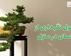 اصول نگهداری از بونسای در منزل