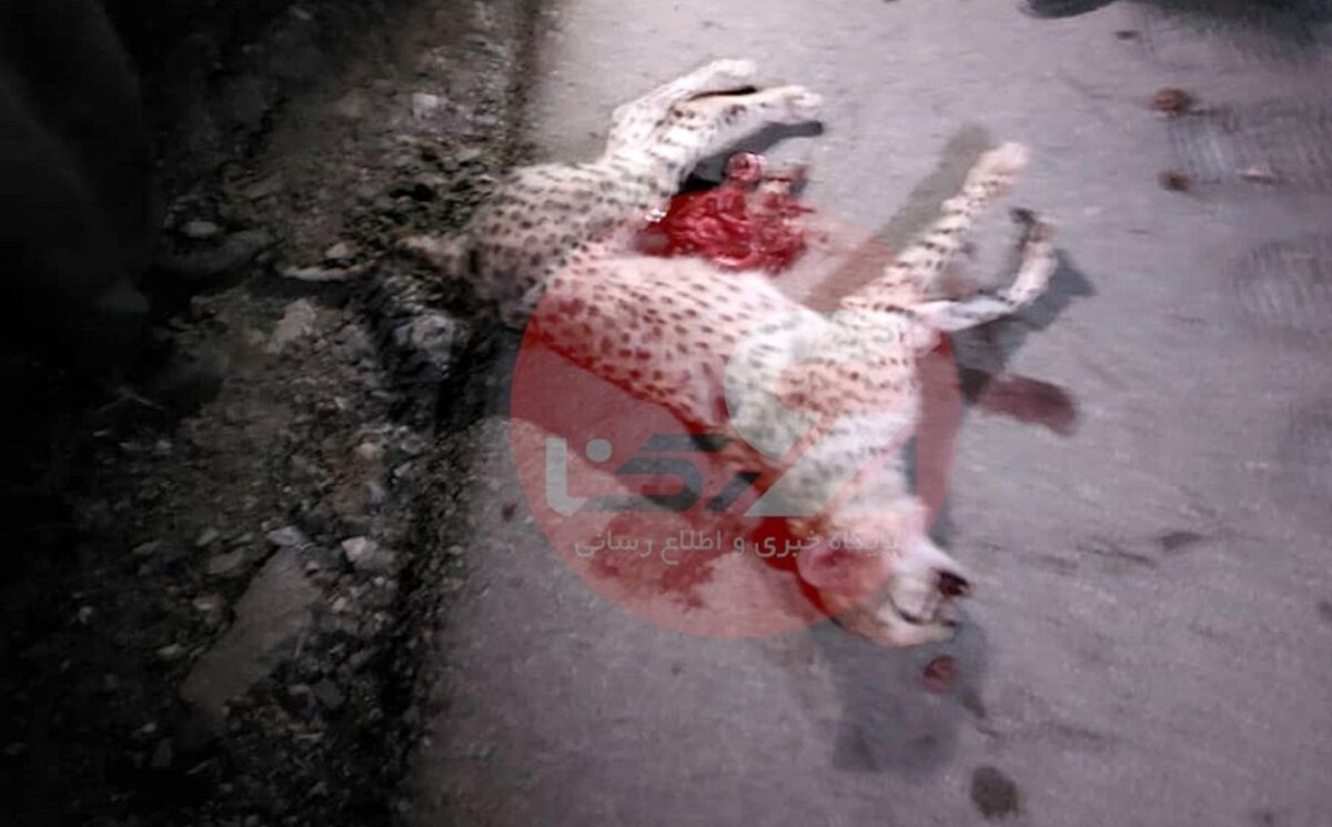 شوک کشتار توله یوز ایرانی در جاده سمنان+ عکس