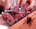 تب کریمه کنگو بار دیگر در حال گسترش!| قربانی گرفت