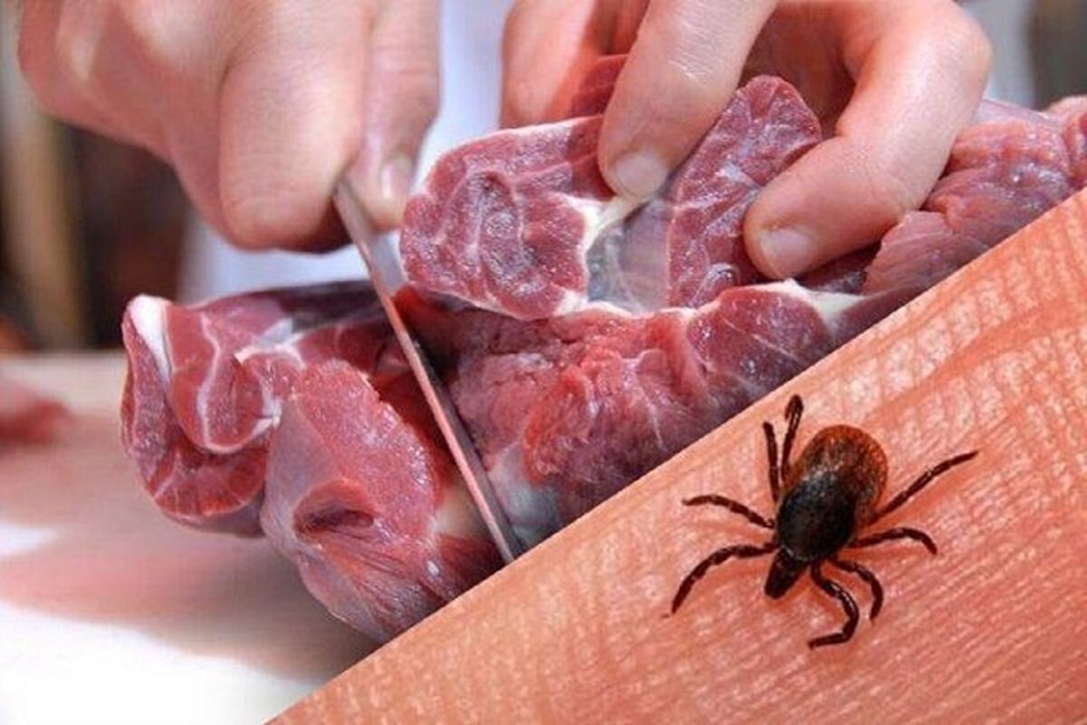 تب کریمه کنگو بار دیگر در حال گسترش!| قربانی گرفت