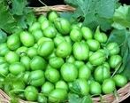 گوجه سبز برای چه کسانی مضر است؟