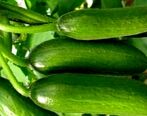 افزایش چشمگیر قیمت خیار در بازار/ خیار در مسیر سرنوشت موز!