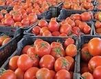 صادرات گوجه کیلویی 170 تومان به سوریه