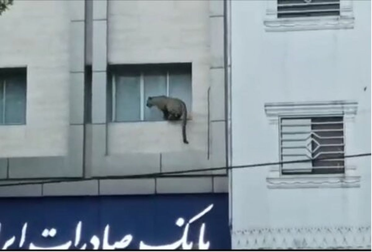 ماجرای تلف شدن پلنگ سرگردان قائم شهر