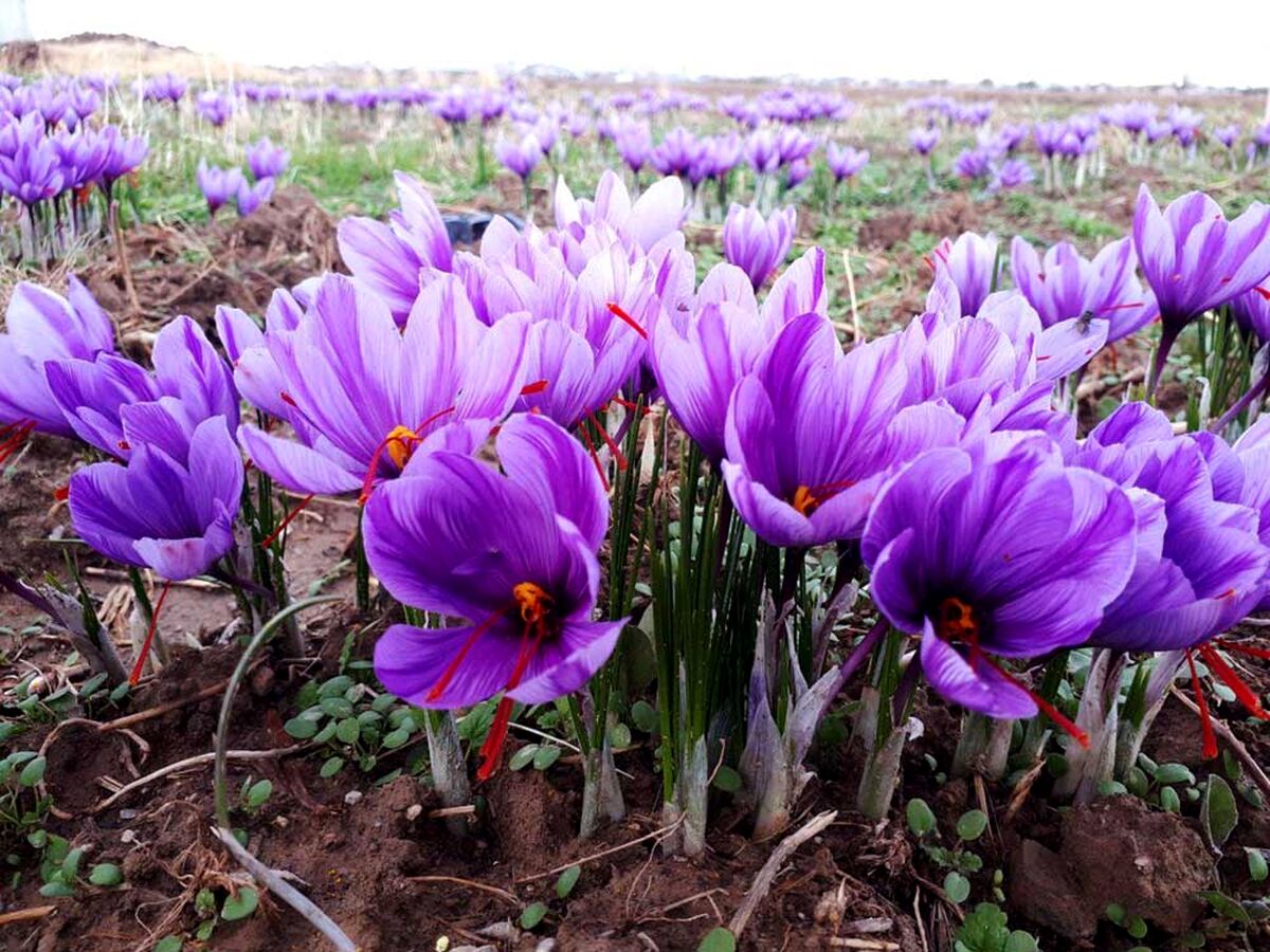 خرید زعفران عمده و خرد در دیبا زعفران